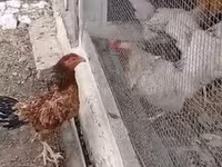 Chickens — zdjęcie 3