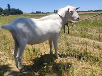 Ri’ dhaddig, Saanen goat — sawirka 2
