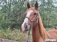 Kısrak, Hungarian horse breed — foto 4