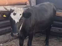Krava, Russian Black pied cattle — foto 1