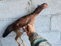 Shamo chickens — foto 1