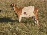 Capra, Capre — foto 1