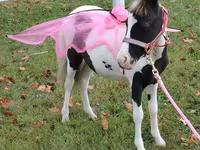 암말, Miniature horse — 사진 4