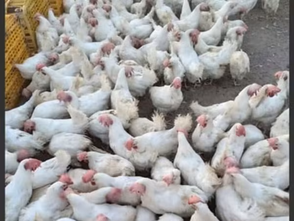 Chickens