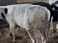 Dibi, Russian Black pied cattle — sawirka 1