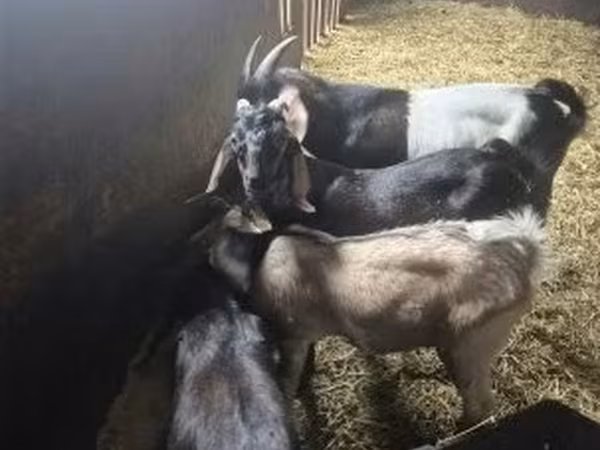 Billy Goat, Nubian Goat — Hungary