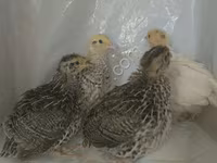 Quails — ảnh 1