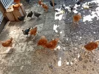 Chickens — عکس 2
