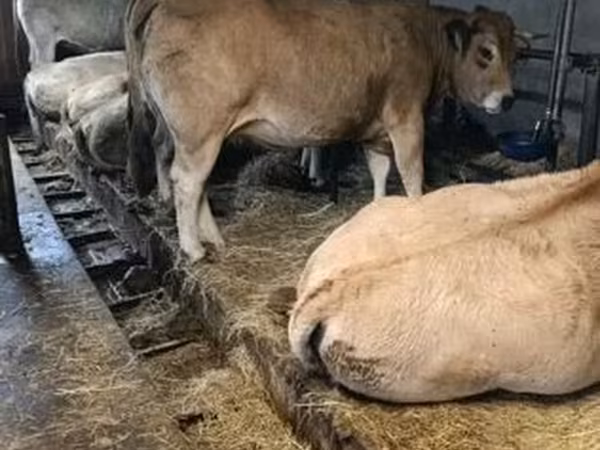 Krava, Aubrac cattle