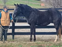 Horse (M), Rocky Mountain Horse — photo 2