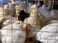 King Quail — foto 1