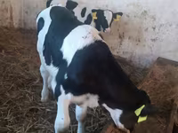 Bull, Cattle — photo 1