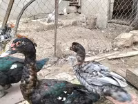 Domestic Muscovy — foto 2