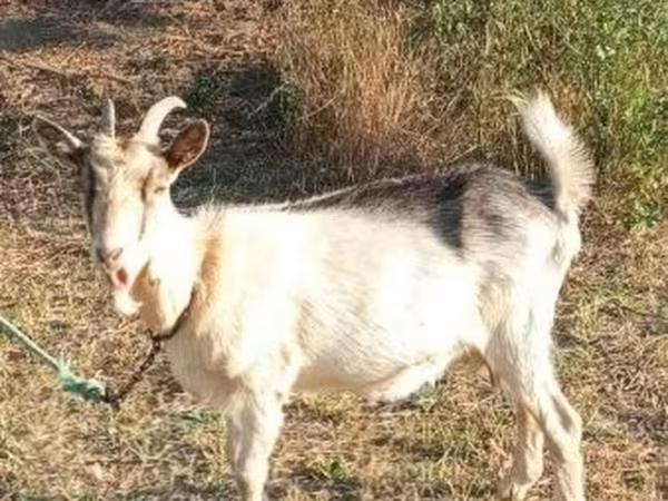 Goat, Goats — Hungary