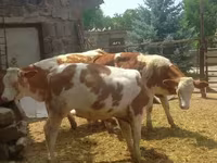 Lembu jantan, Simmental cattle — foto 8