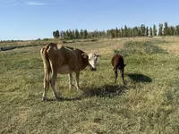گاو ماده, Latvian Blue cattle — عکس 4
