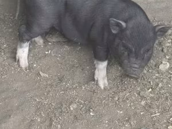 Babi betina, Pigs