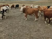 Toro, Mucca kazaka a testa bianca — foto 5