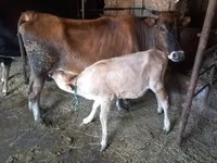 گاو ماده, Simmental cattle — عکس 4