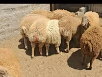 میش, گوسفند — عکس 1