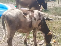 Vache, Russian Black pied cattle — photo 3