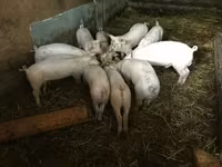 Świnie (partia, płeć nieokreślona), Świnie — zdjęcie 2