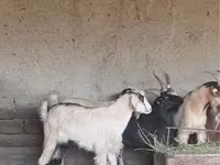 قوچ, گوسفند — عکس 4