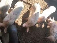 Schweine (Partie, Geschlecht nicht angegeben), Крупная белая — Foto 1