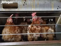 Chickens — تصویر 2
