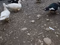 Ducks — الصورة 2