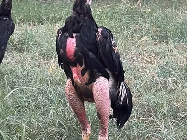 Chickens