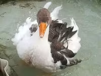 Geese — รูปภาพ 2