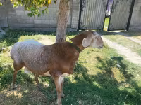 Ovan, Arashan sheep — fotografija 3