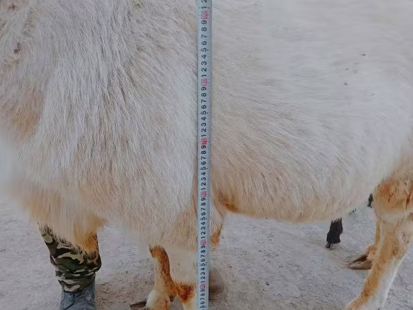 قوچ, Arashan sheep