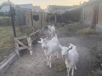 بز نر, Russian White goat — عکس 6