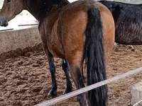 مادیان, Horse breed — عکس 6