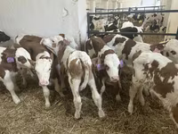 گاو نر, Simmental cattle — عکس 5