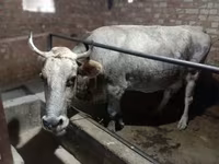 Mucca, Razza Alataus — foto 3