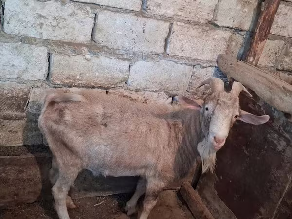 بز ماده, Saanen goat