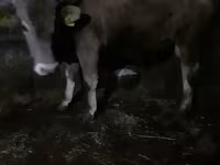 ثور, الماشية — الصورة 2