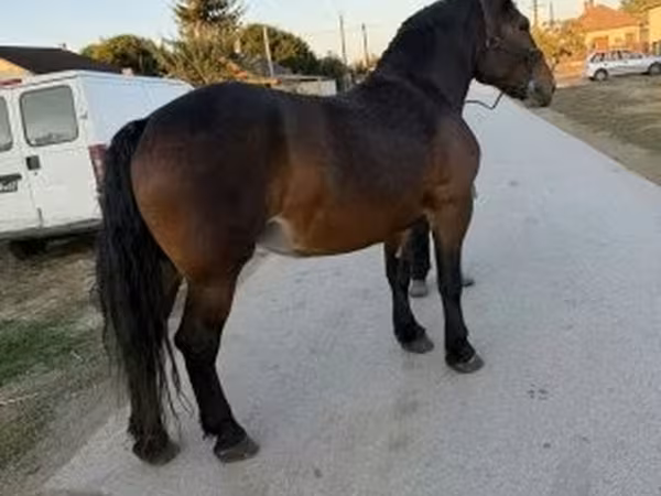 Klisna, Hungarian horse breed