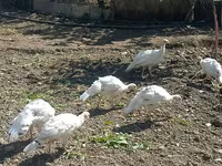 Turkeys — photo 1