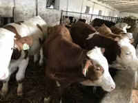 گاو نر, Simmental cattle — عکس 4