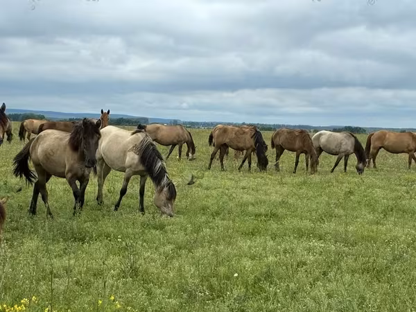 Konji (partija, pol nije naveden), Horse breed