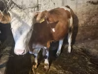 Lembu betina, Simmental cattle — foto 8