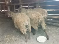 የጎትት አውራ በግ, Sheep — ፎቶ 3