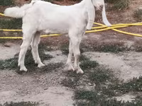 Caprone, Beetal goats — foto 2