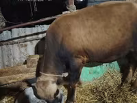 গাভী, Simmental cattle — ছবি 6