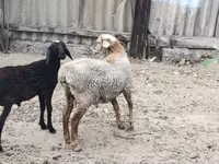 Wad, Sheep — sawirka 4