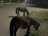Kuda betina, Horses — foto 2